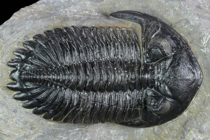 Hollardops Trilobite - Beautiful Eye Detail #125084